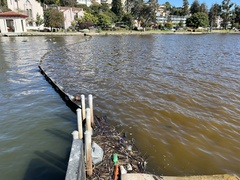 Heterosigma akashiwo