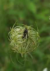 Symmorphus canadensis