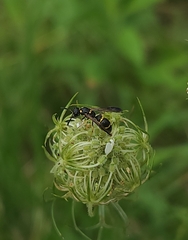 Symmorphus canadensis