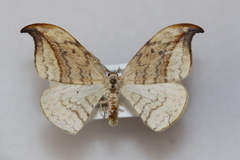 Drepana arcuata