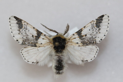 Furcula scolopendrina