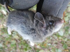 Peromyscus maniculatus