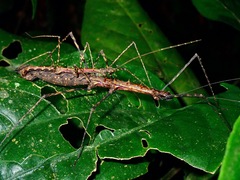 Stheneboea repudiosa