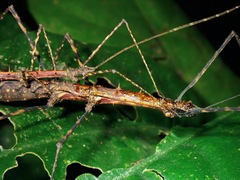 Stheneboea repudiosa