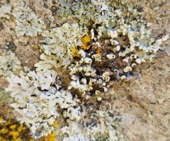 Physcia adscendens