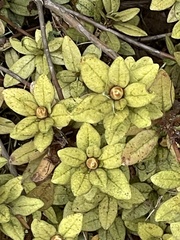 Rhododendron calendulaceum