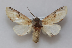 Ianassa pallida