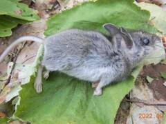 Peromyscus maniculatus