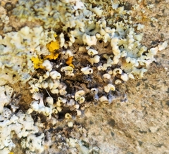 Physcia adscendens