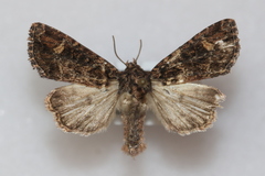 Aseptis binotata