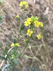 Sisymbrium loeselii