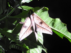Xylophanes