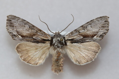 Hyppa contrasta