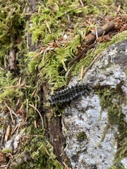 Lophocampa roseata