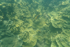 Chaetodon aureofasciatus