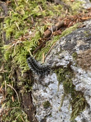 Lophocampa roseata