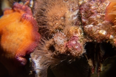 Cuthona divae