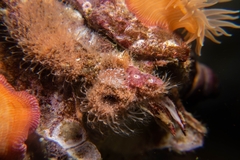 Cuthona divae