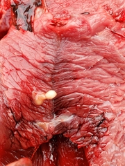 Cestoda