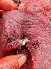 Cestoda