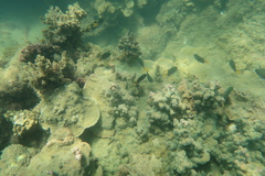 Chaetodon aureofasciatus