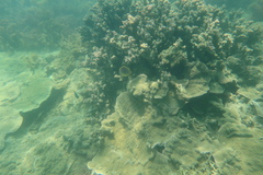 Chaetodon aureofasciatus