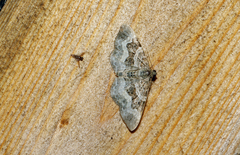 Epirrhoe alternata