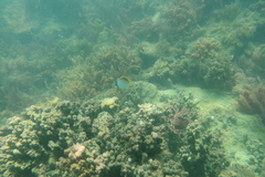 Chaetodon aureofasciatus