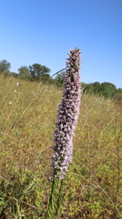 Liatris elegans