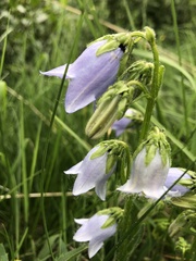 Campanula barbata