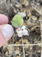 Symphoricarpos mollis