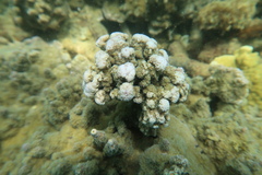 Montipora