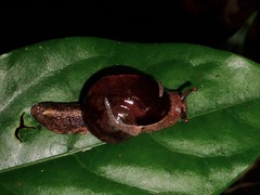 Macrochlamydinae