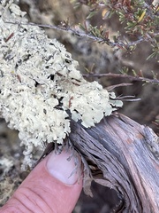 Flavoparmelia caperata