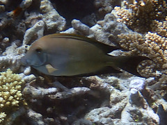 Ctenochaetus striatus