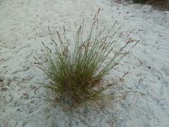 Carex silicea