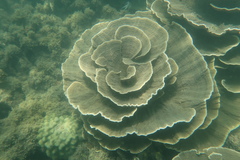 Montipora