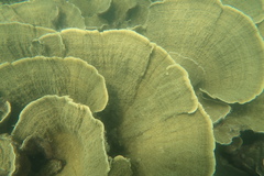 Montipora
