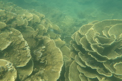 Montipora