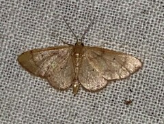 Idaea demissaria