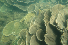 Montipora