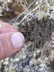 Tuckermanopsis orbata