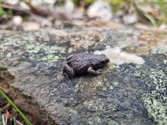 Pseudophryne bibronii