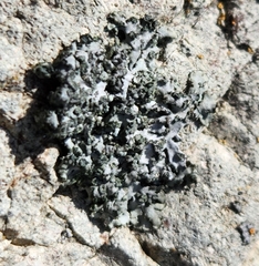 Physcia dubia