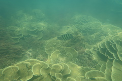 Abudefduf bengalensis
