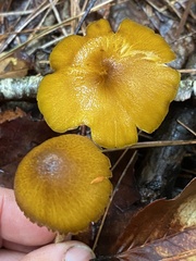 Entoloma formosum