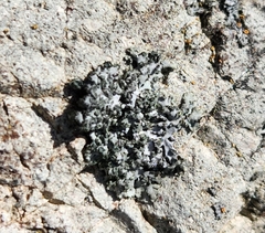 Physcia dubia