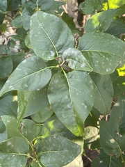 Ilex montana