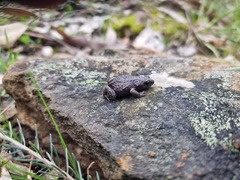 Pseudophryne bibronii