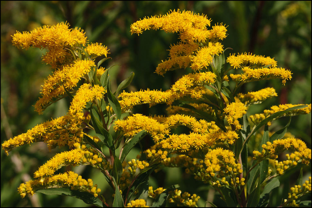 Canada Goldenrod (Wildflowers of the Preserve at Shaker Village ...